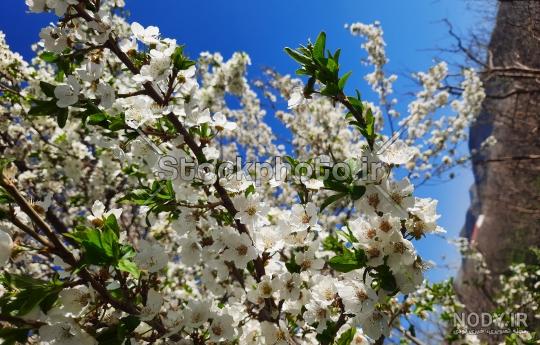 عکس از فصل بهار طبیعی عکس از فصل بهار طبیعی
