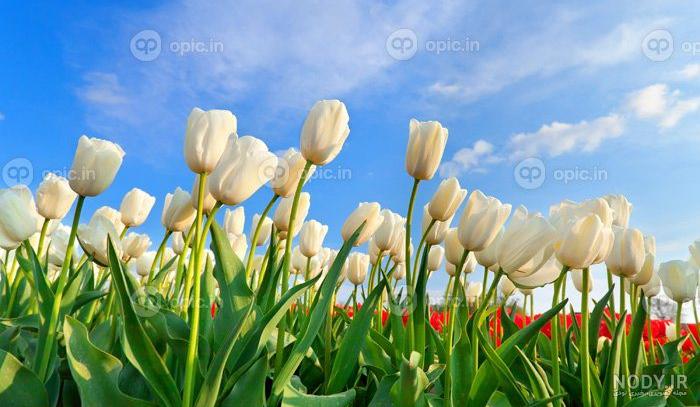 عکس با کیفیت گل های زیبا به رنگ سفید و دارای چهار پر در کنار یکدیگر از نمای  نزدیک – عکس با کیفیت و تصاویر استوک حرفه ای