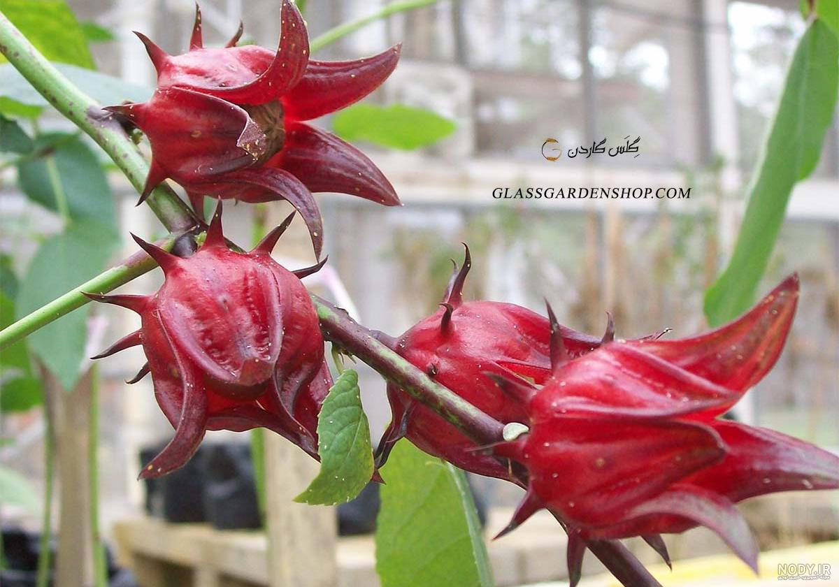 عکس بذر چای ترش