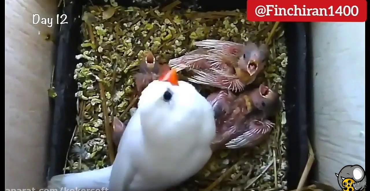 عکس بچه ی فنچ عکس بچه ی فنچ