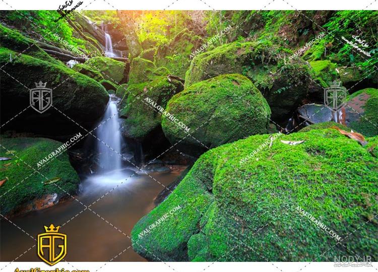 عکس جنگل سی سنگان