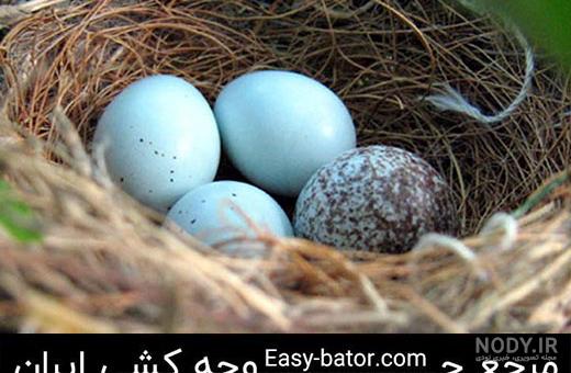 عکس جوجه یک روزه فنچ - عکس نودی عکس جوجه یک روزه فنچ - عکس نودی