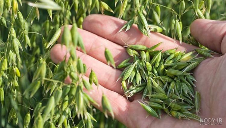 عکس خوشه جو دوسر عکس خوشه جو دوسر