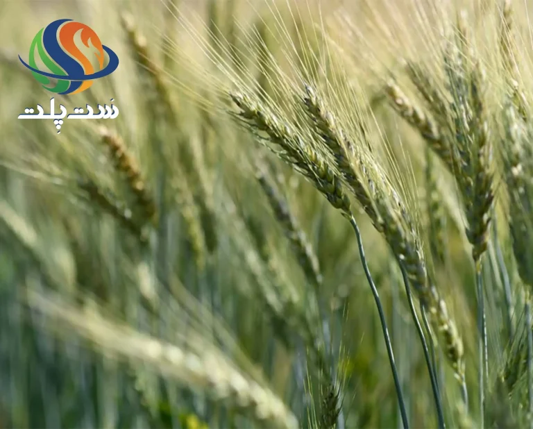 عکس خوشه جو - عکس نودی عکس خوشه جو - عکس نودی