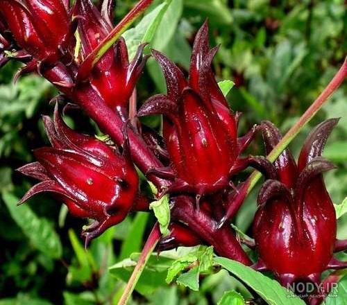 عکس درخت چای ترش