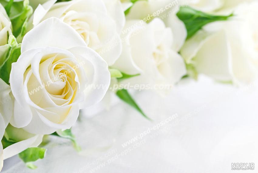 عکس زیباترین گل سفید