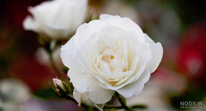 عکس زیباترین گل سفید