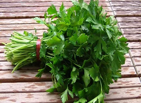 عکس شاه تره کوهی