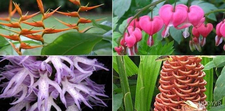 عکس نوشته گل؛ راهی جذاب برای ارسال پیام به دیگران عکس نوشته گل؛ راهی جذاب برای ارسال پیام به دیگران