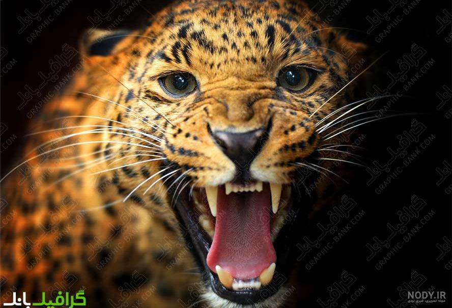 عکس پس زمینه یوز پلنگ - عکس نودی عکس پس زمینه یوز پلنگ - عکس نودی