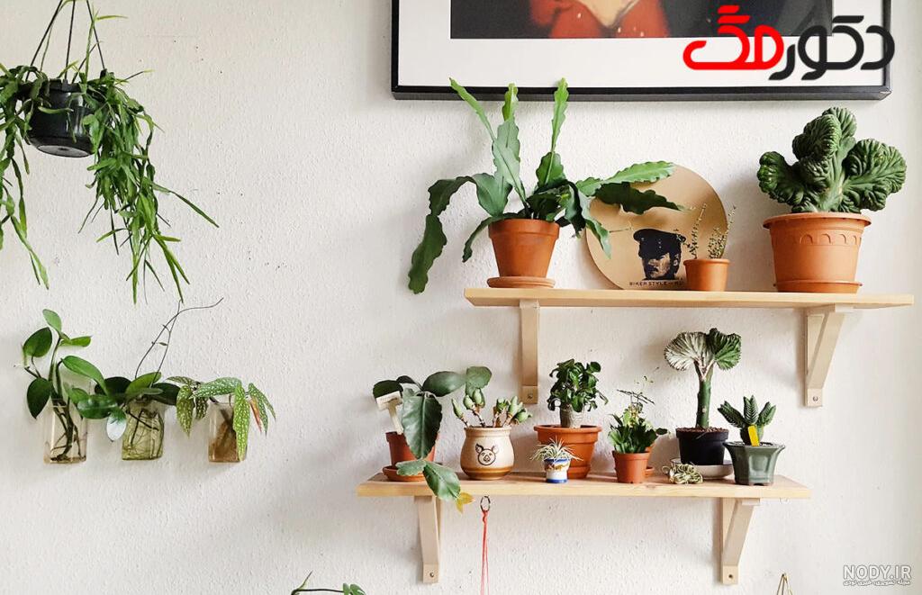 عکس/ چیدن گیاهان دارویی در ارتفاعات - حلقه وصل عکس/ چیدن گیاهان دارویی در ارتفاعات - حلقه وصل