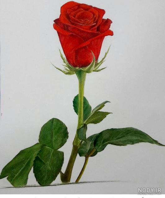 عکس گل برای نقاشی با مداد رنگی عکس گل برای نقاشی با مداد رنگی