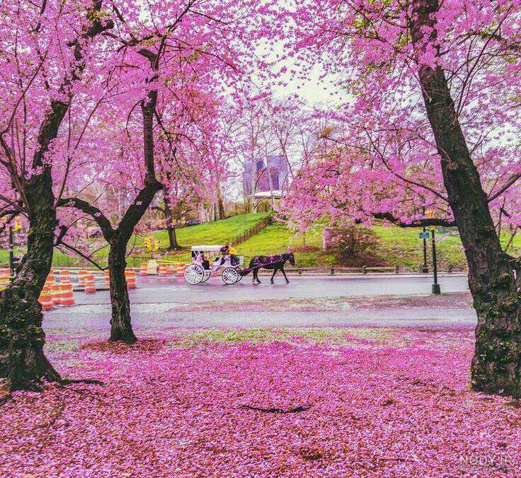 عکسهای پرندگان زیبا در فصل بهار عکسهای پرندگان زیبا در فصل بهار
