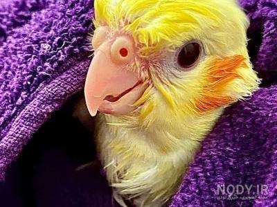 غذای جوجه عروس هلندی - از یک‌روزه تا یک‌ساله