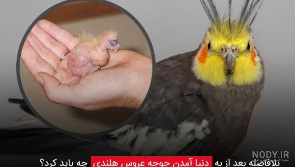 غذای فنچ - دانه سرا بهترین غذای ارگانیک فنچ آواز خوان | رنگی | نمایشی | پرورشی غذای فنچ - دانه سرا بهترین غذای ارگانیک فنچ آواز خوان | رنگی | نمایشی | پرورشی