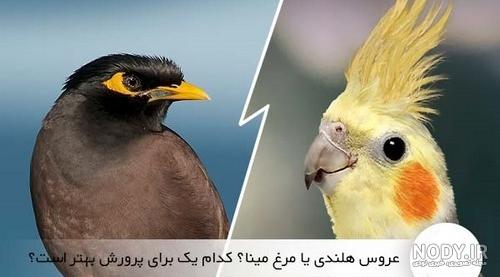 غذای مورد علاقه عروس هلندی ( تغذیه عروس ) غذای مورد علاقه عروس هلندی ( تغذیه عروس )