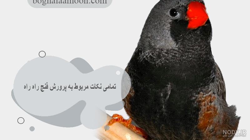 فنچ | عکس جوجه فنچ فنچ | عکس جوجه فنچ