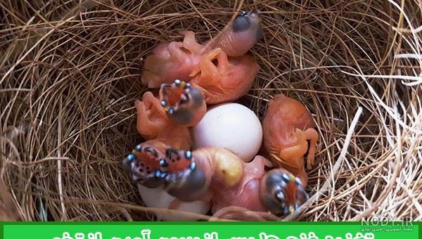 فنچ | عکس جوجه فنچ فنچ | عکس جوجه فنچ