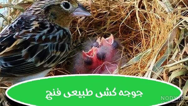 فنچ گلدین - آشنایی با ویژگی ها و خصوصیات - فروشگاه چیکن دیوایس فنچ گلدین - آشنایی با ویژگی ها و خصوصیات - فروشگاه چیکن دیوایس