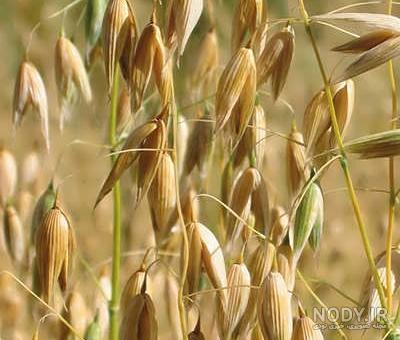 قیمت و خرید پودر یاسیناژ جو دوسر ناژوان گیاه 40 عددی قیمت و خرید پودر یاسیناژ جو دوسر ناژوان گیاه 40 عددی