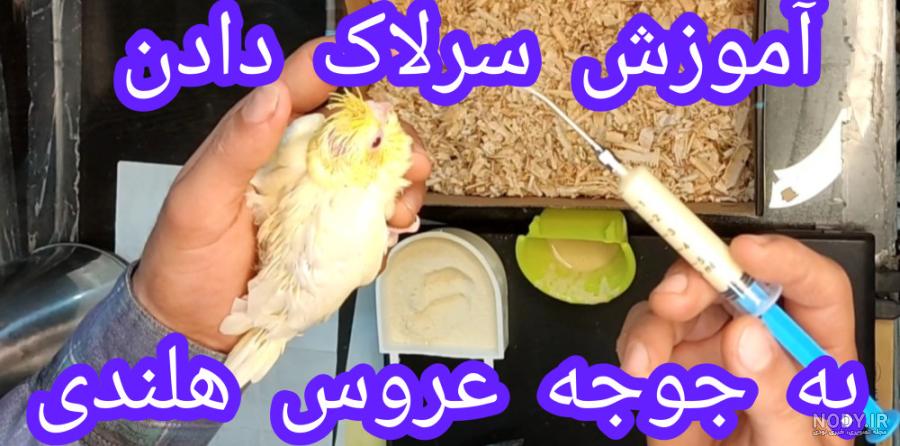 مقایسه عروس هلندی با مرغ مینا برای نگهداری در منزل (+عکس) مقایسه عروس هلندی با مرغ مینا برای نگهداری در منزل (+عکس)