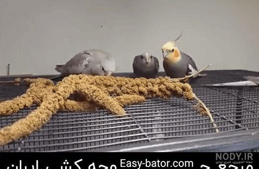 نحوه غذا دادن به جوجه عروس هلندی نحوه غذا دادن به جوجه عروس هلندی