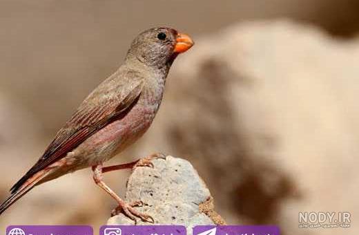 همه چیز درباره اصول نگهداری و پرورش فنچ همه چیز درباره اصول نگهداری و پرورش فنچ