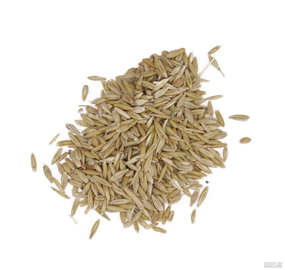 پس زمینه دانه های جو دوسر طبیعی نمای نزدیک 1177403 پس زمینه دانه های جو دوسر طبیعی نمای نزدیک 1177403