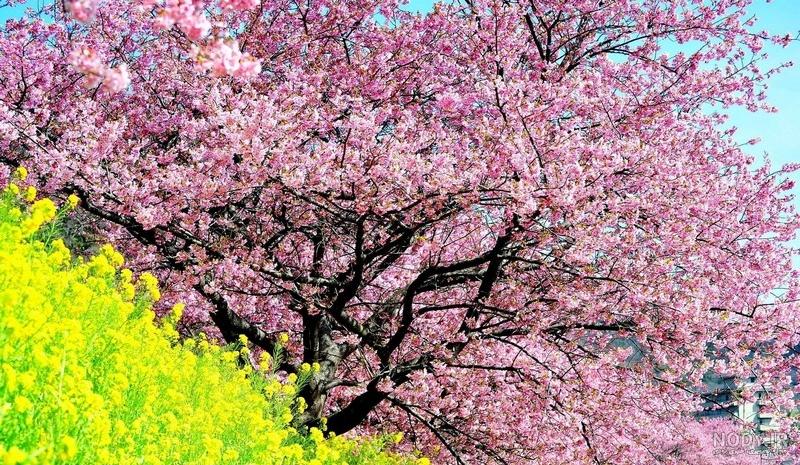 ژست عکاسی در طبیعت بهار؛ راهنمای کامل عکاسی در فصل بهار ژست عکاسی در طبیعت بهار؛ راهنمای کامل عکاسی در فصل بهار