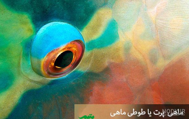 کوچکترین شهید حادثه تروریستی پیشاور +عکس - مشرق نیوز