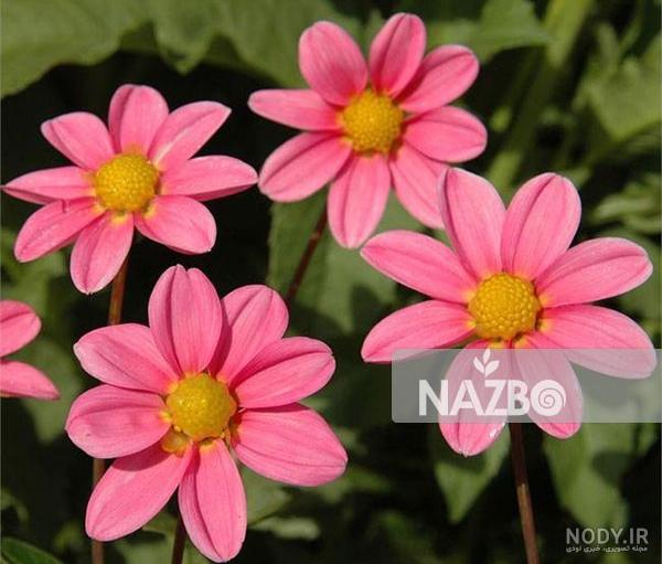 کوکب هلندی - مجتمع تولیدی گل و گیاه نازگل کوکب هلندی - مجتمع تولیدی گل و گیاه نازگل