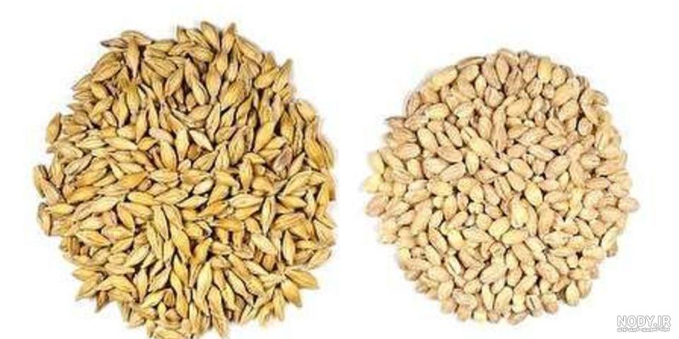 گیاه و دانه جو (آشنایی با خواص انواع جو) - زاگرس ماشین کرج گیاه و دانه جو (آشنایی با خواص انواع جو) - زاگرس ماشین کرج