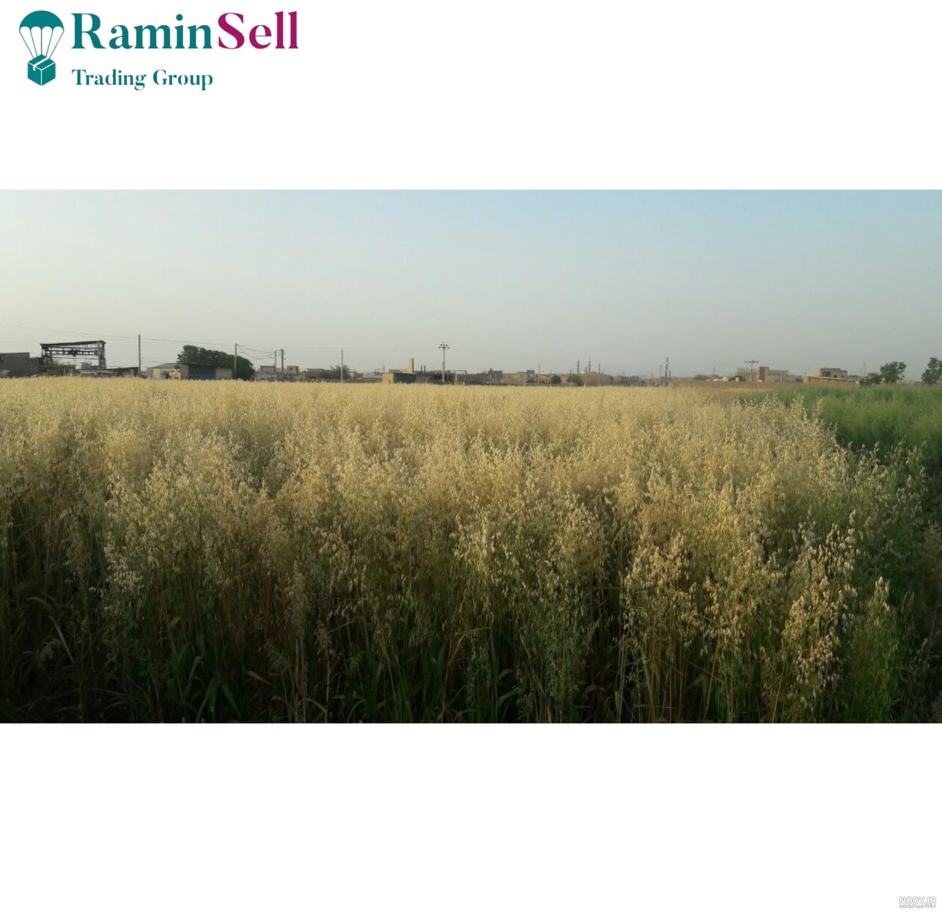 یولاف ( جو دو سر ) و روشهای کنترل آن - شرکت کشاورزی و دامپروری سرافراز هزارمسجد یولاف ( جو دو سر ) و روشهای کنترل آن - شرکت کشاورزی و دامپروری سرافراز هزارمسجد