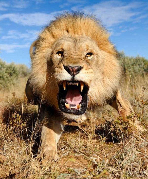 عکس حیوانات اهلی برای کودکان