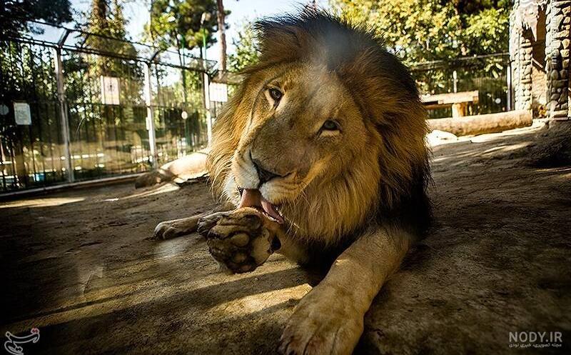 عکس خفن عکس حیوانات اهلی و وحشی برای کودکان