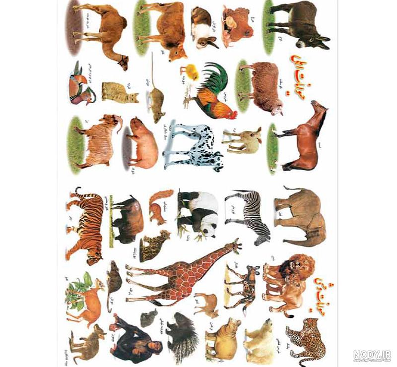 عکس حیوانات اهلی برای کودکان