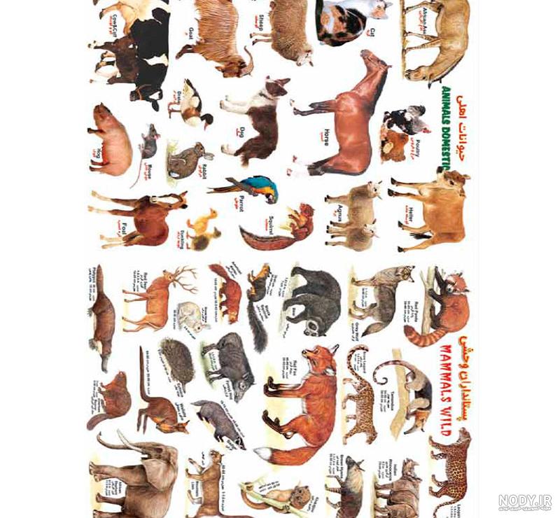 عکس حیوانات اهلی برای کودکان