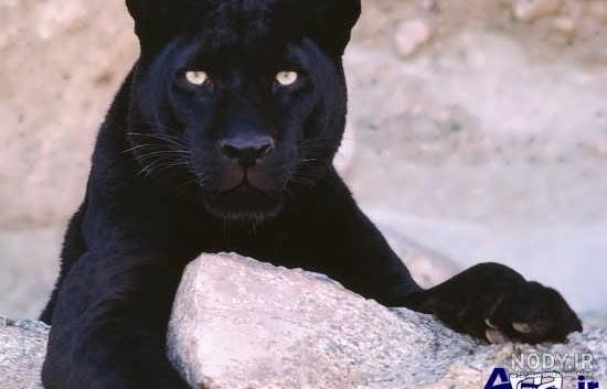 عکس حیوانات اهلی برای کودکان