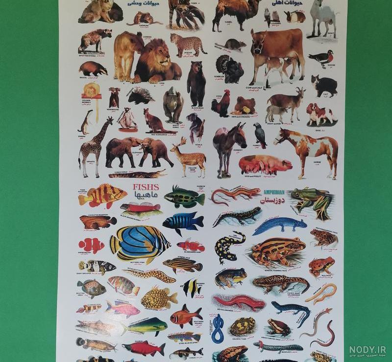 عکس حیوانات اهلی برای کودکان