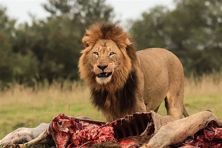 عکس حیوانات اهلی برای کودکان