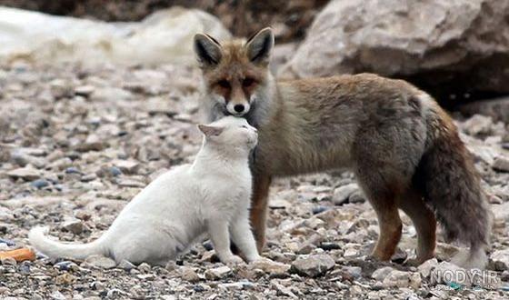 عکس حیوانات اهلی برای کودکان