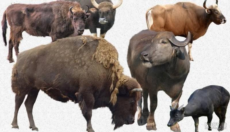 عکس حیوانات اهلی برای کودکان