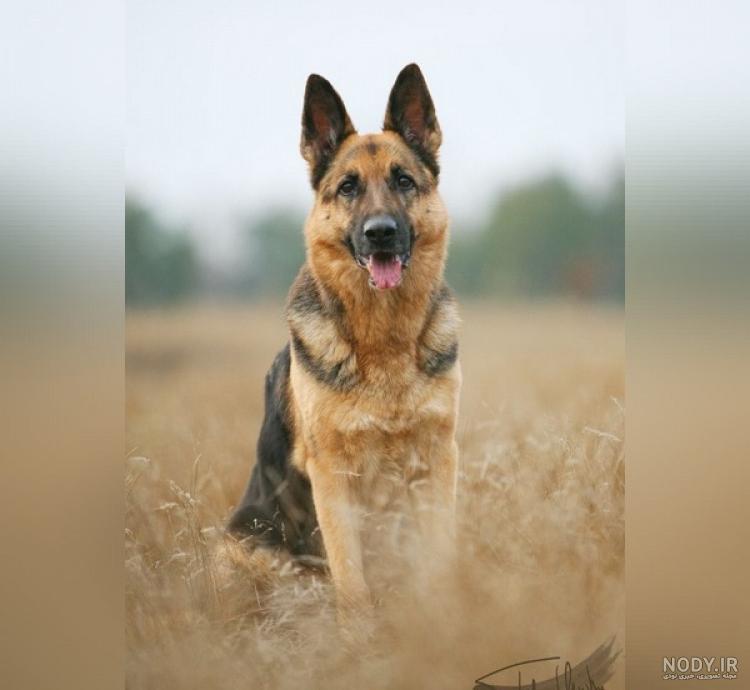  عکس پسر خوشگل با سگ برای پروفایل