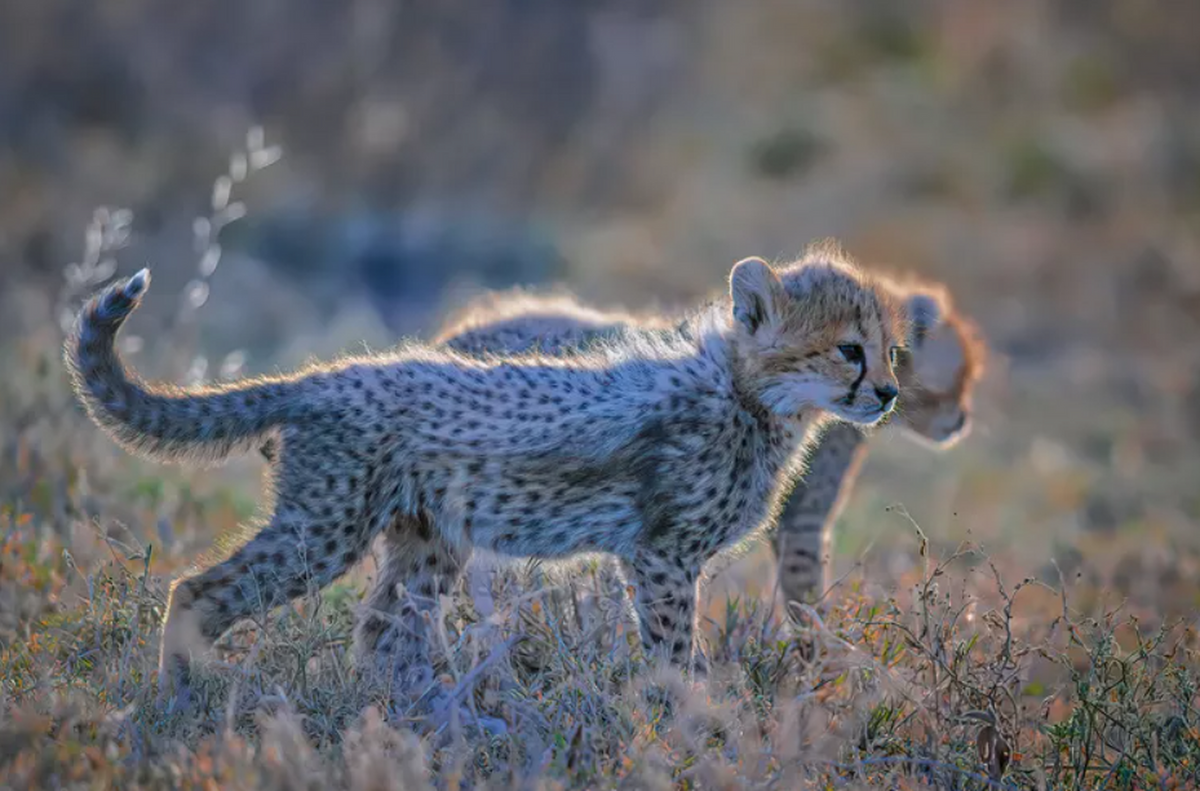 عکس حیوانات اهلی برای کودکان