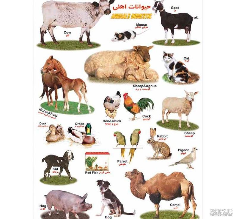 عکس خفن عکس حیوانات اهلی و وحشی برای کودکان