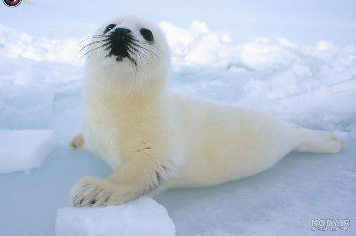 عکس حیوانات اهلی برای کودکان