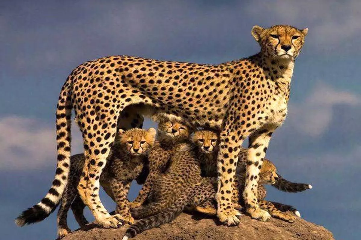 عکس حیوانات اهلی برای کودکان