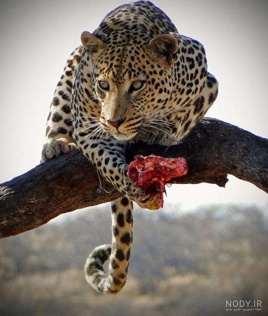 عکس حیوانات اهلی برای کودکان