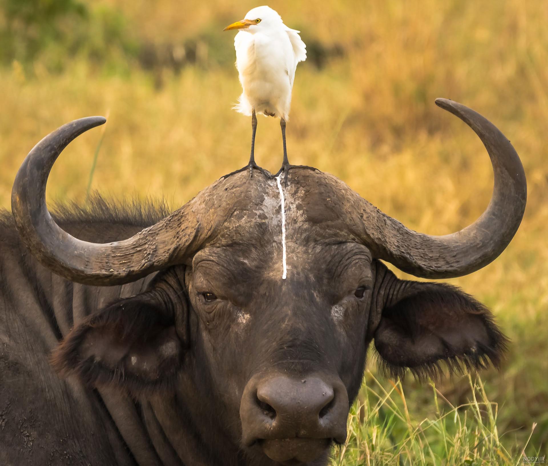 عکس خفن عکس حیوانات اهلی و وحشی برای کودکان