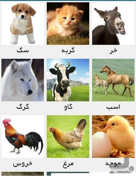 12 روش آموزش حیوانات به کودکان پیش دبستانی بهمراه آموزش نقاشی و کاردستی  حیوانات -مام پلاس